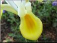 iris flower