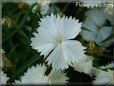 white dianthus flower