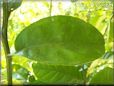 lime leaf