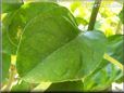  lime leaf
