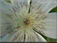 white clematis flower