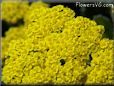 yellow yarrow flower