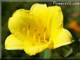 yellow freesia flower