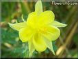 yellow columbine flower