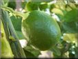 lime fruit tree pictures