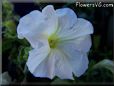 white petunia flower