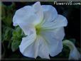 white petunia flower