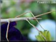 walking stick