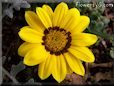 yell gazania flower picture