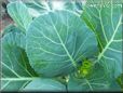 collards greens