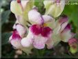 white maroon snapdragon flower