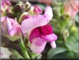 white maroon snapdragon flower