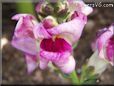 white maroon snapdragon flower