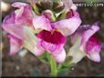 white maroon snapdragon flower