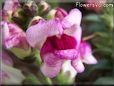 white maroon snapdragon flower