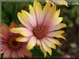 pink african daisy