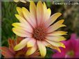 pink african daisy