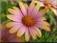 pink african daisy