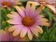 pink african daisy