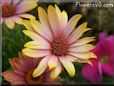 pink african daisy