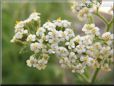 white yarrow flower