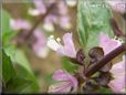 cinnamon basil blossom flower