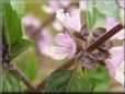 cinnamon basil blossom flower