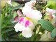 white maroon snapdragon flower