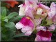 white maroon snapdragon flower