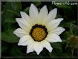 white gazania flower picture