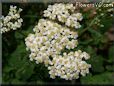 white yarrow flower