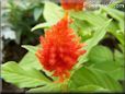 orange celosia flower