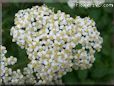 white yarrow pictures