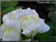 white snapdragon flower