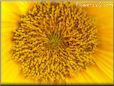 yellow sunflower