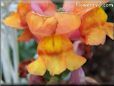 orange snapdragon flower