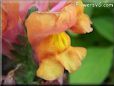 orange snapdragon flower