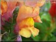 orange snapdragon flower