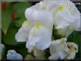 white snapdragon flower