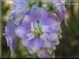  delphinium pictures