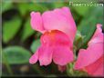 snap dragons flower