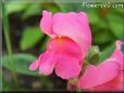 snap dragons flower