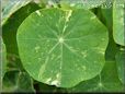 nasturtium leaves