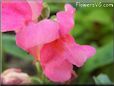 snap dragons flower