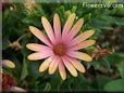 pink african daisy