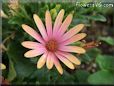 pink african daisy