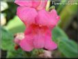 snap dragons flower