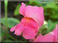 snap dragons flower