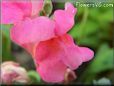 snap dragons flower