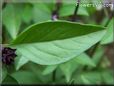 basil thai leaves